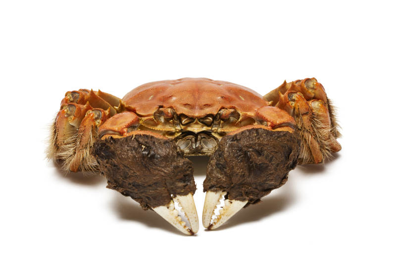 大闸蟹特写图片