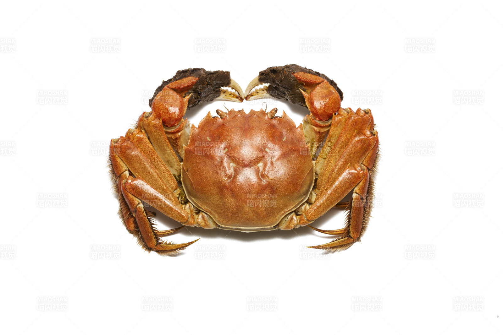 鲜美螃蟹 美味佳肴图片