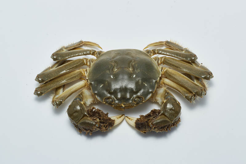 螃蟹特写图图片