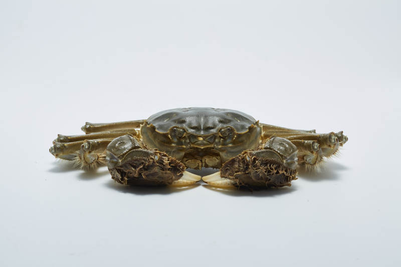 金蟹摆件 精致工艺展示图片