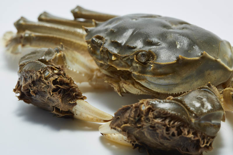 大闸蟹特写图片