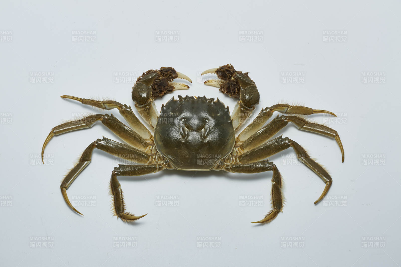 螃蟹特写图片