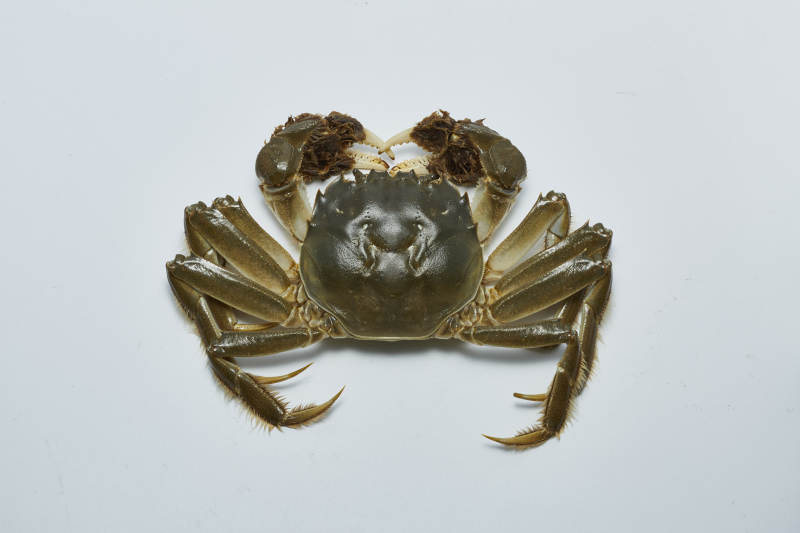 螃蟹特写 自然之美图片