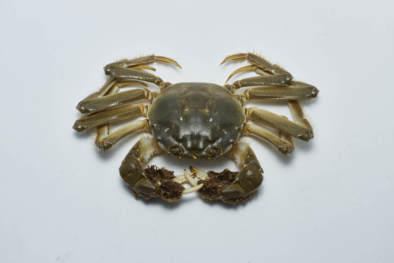 一只螃蟹的特写照片图片