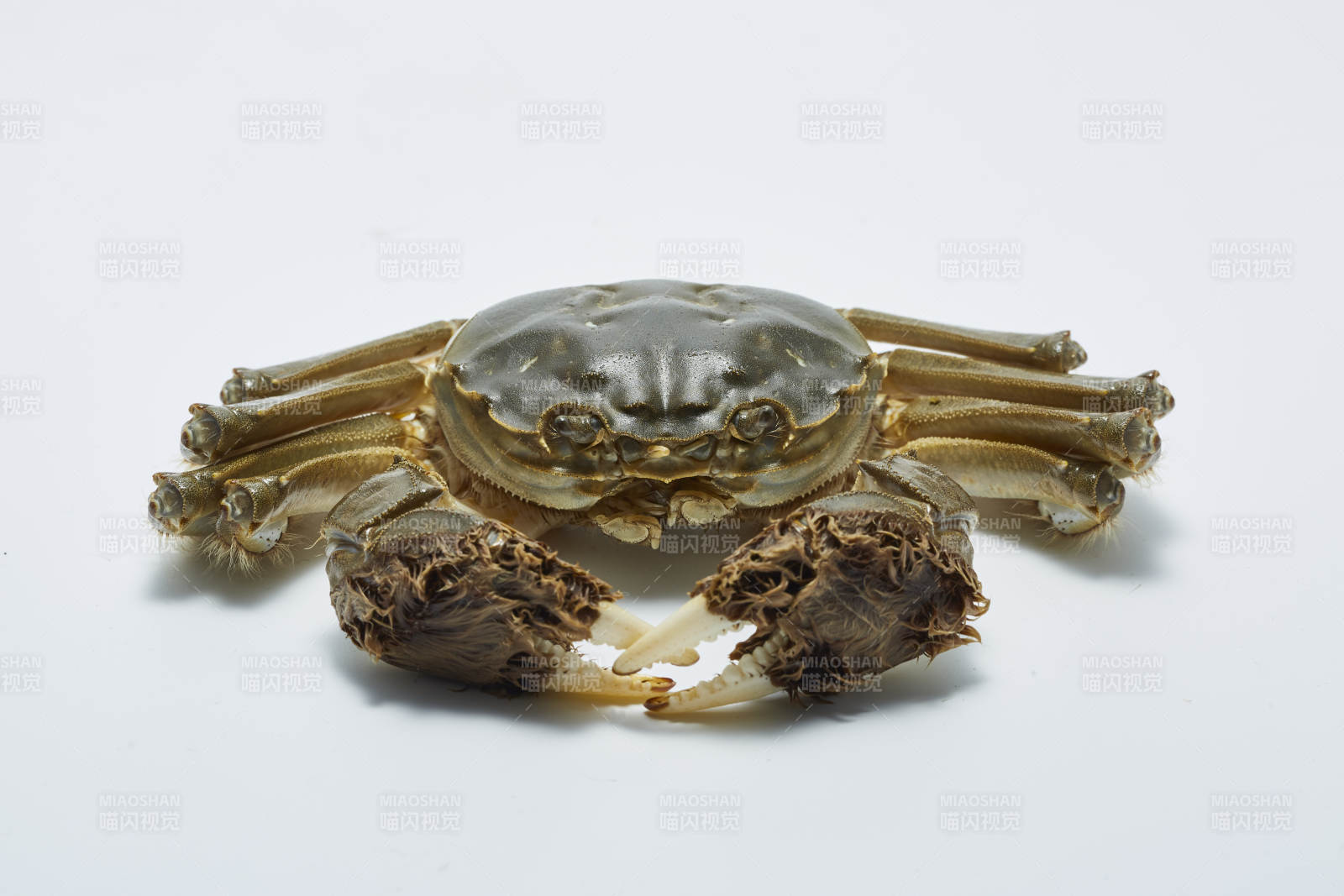 新鲜大闸蟹特写图图片