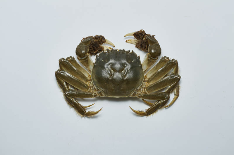 大闸蟹特写图片