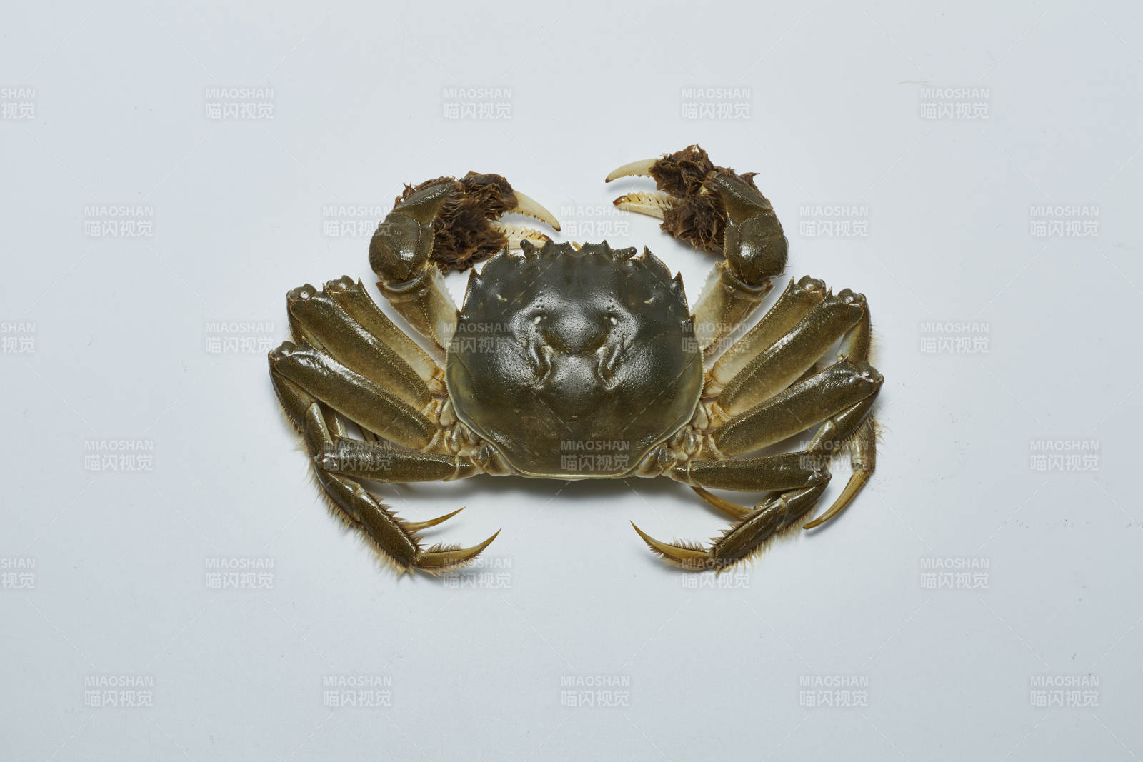 大闸蟹特写图片