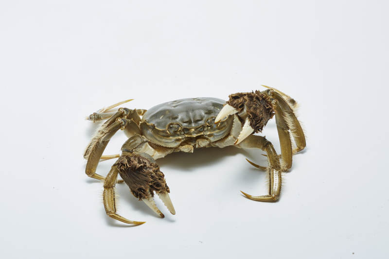 螃蟹特写 白色背景下的海鲜图片