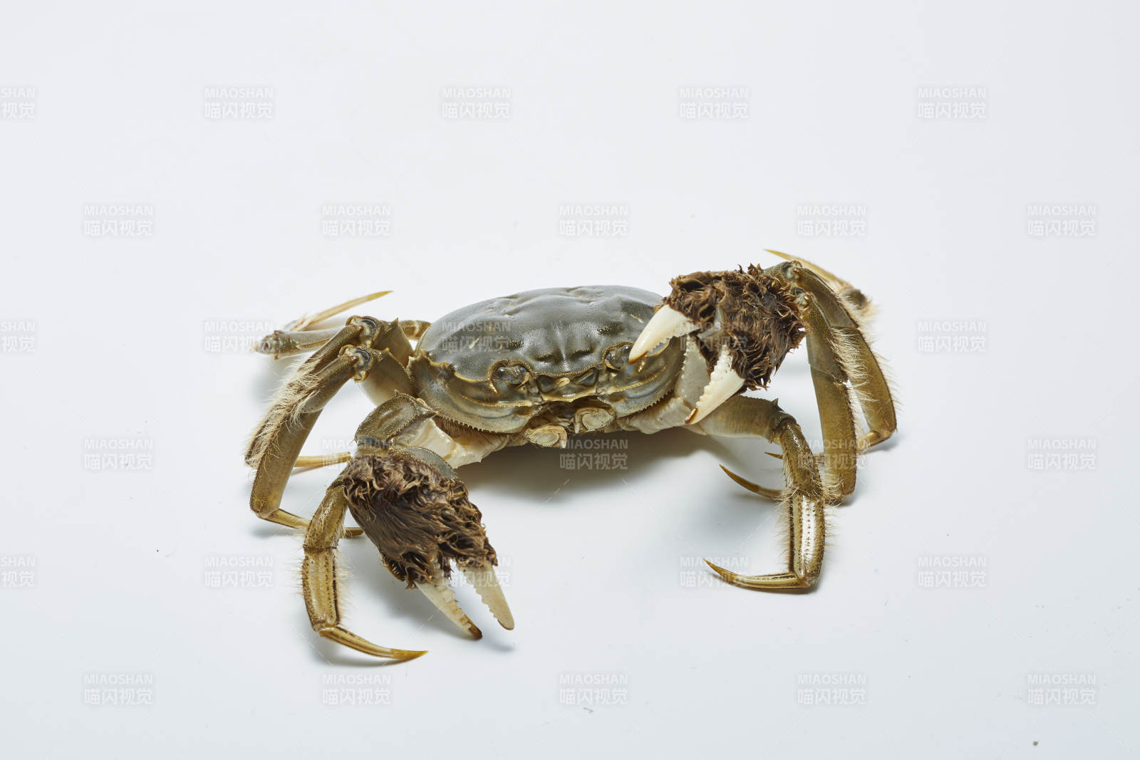 螃蟹特写 白色背景下的海鲜图片