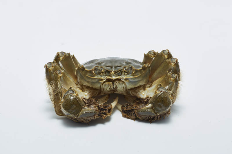 螃蟹壳的特写照片图片