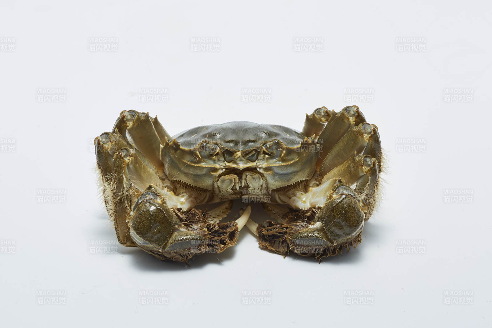 螃蟹壳的特写照片图片