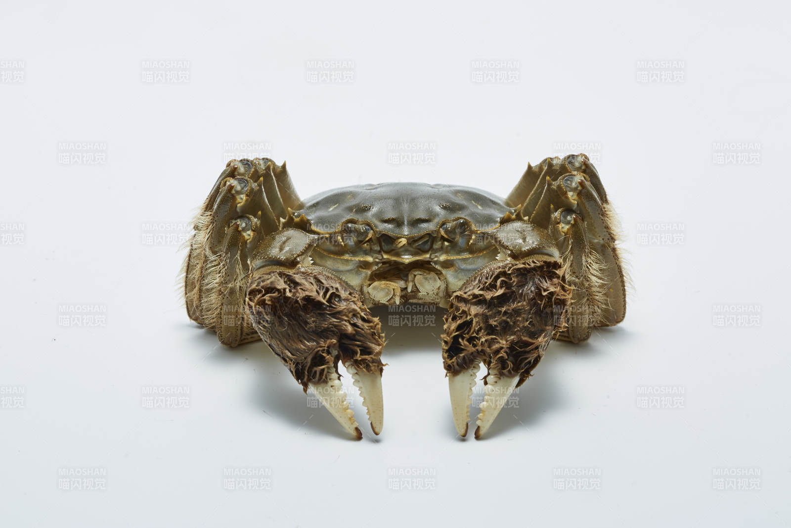 螃蟹特写 白色背景下的细节图片