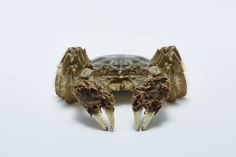 螃蟹特写 白色背景下的细节图片