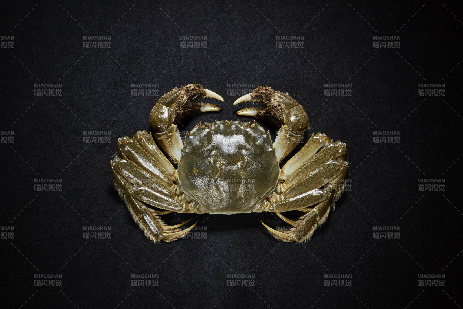 深色背景下的螃蟹特写图片