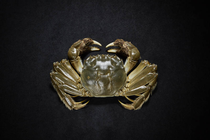 深色背景下的螃蟹特写图片