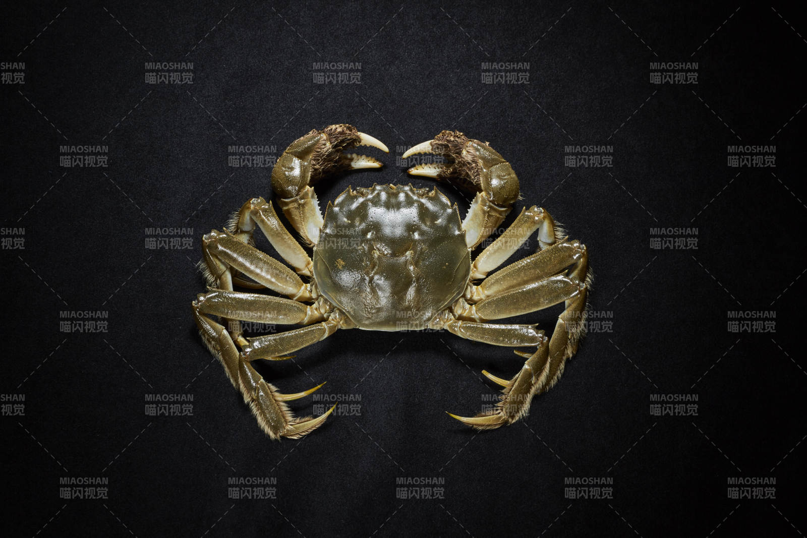 黑色背景上的螃蟹特写图片