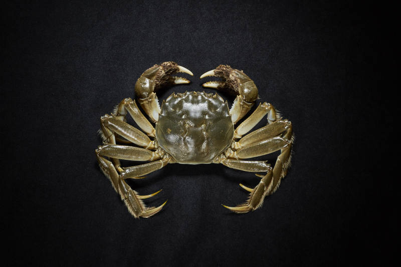 黑色背景上的螃蟹特写图片