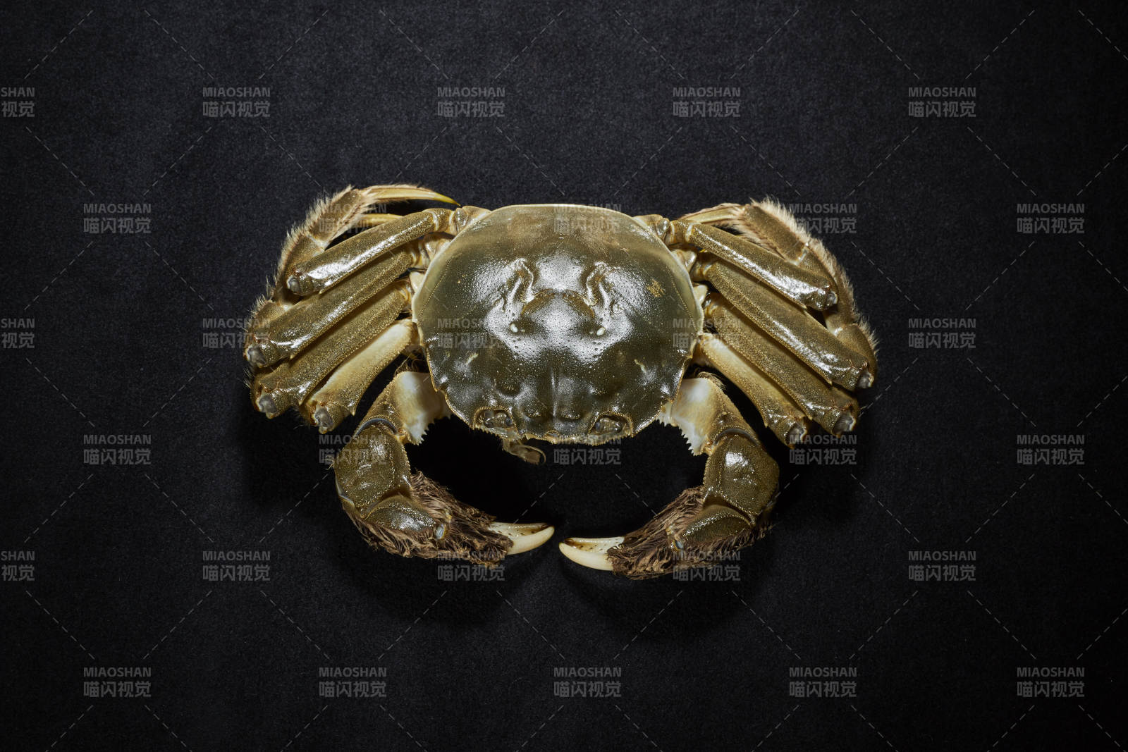 金黄色螃蟹特写图片