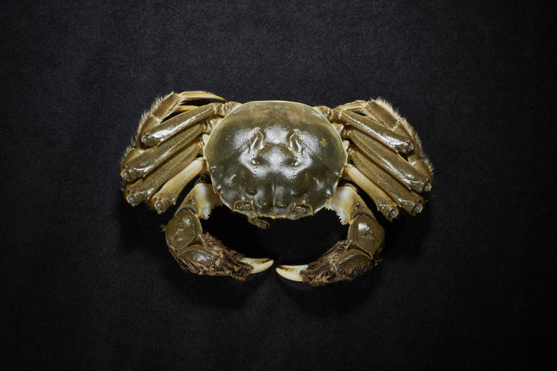 金黄色螃蟹特写图片