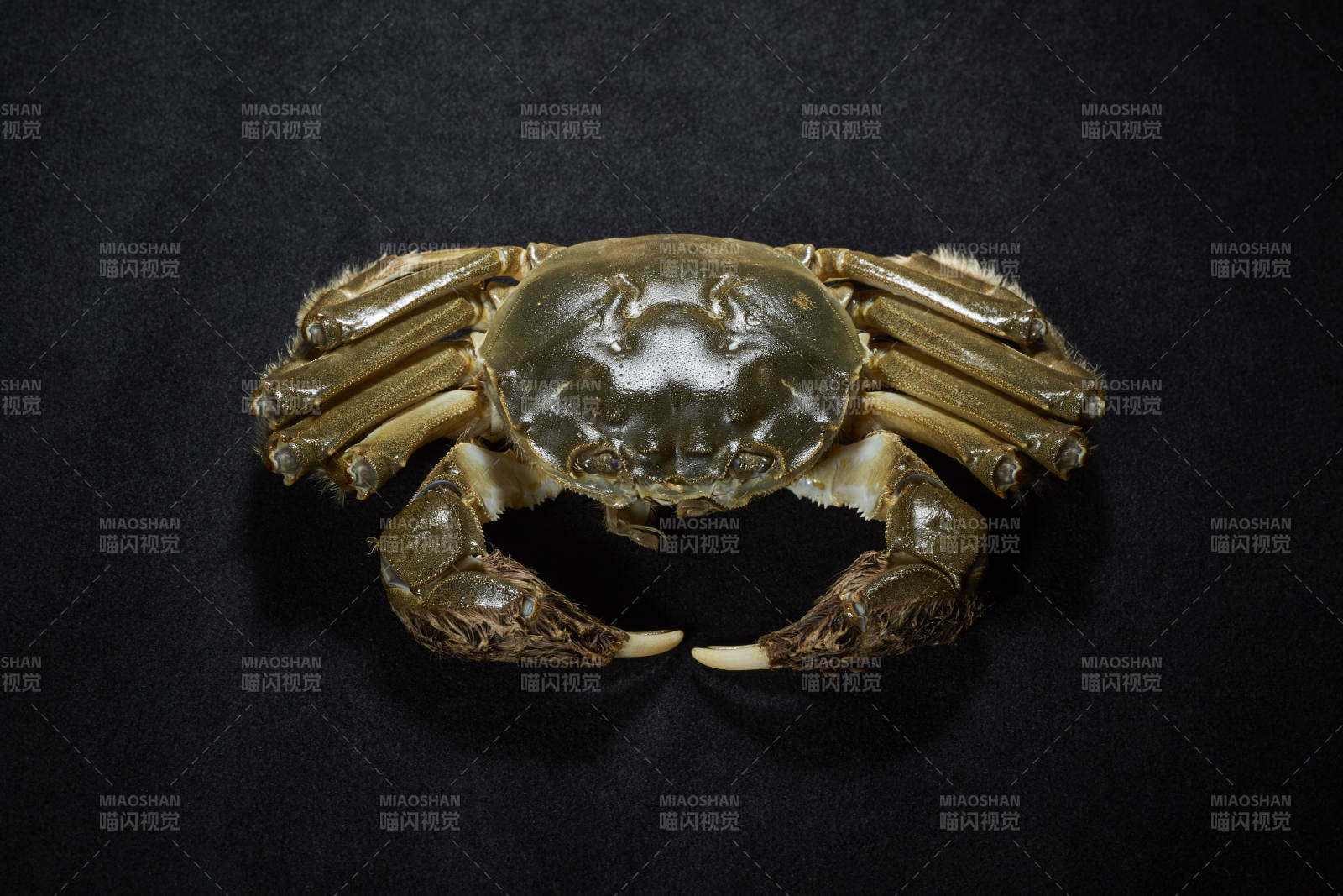 静谧的螃蟹特写图片