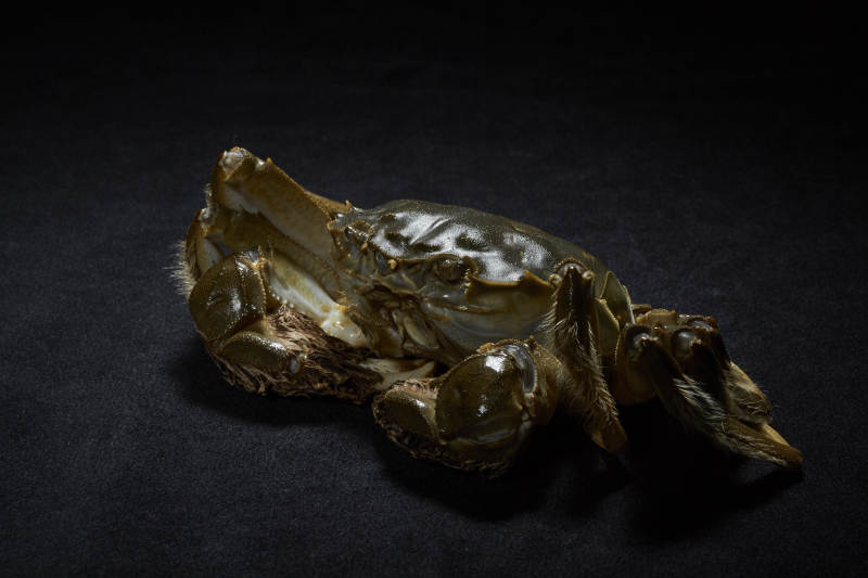 螃蟹的特写镜头图片