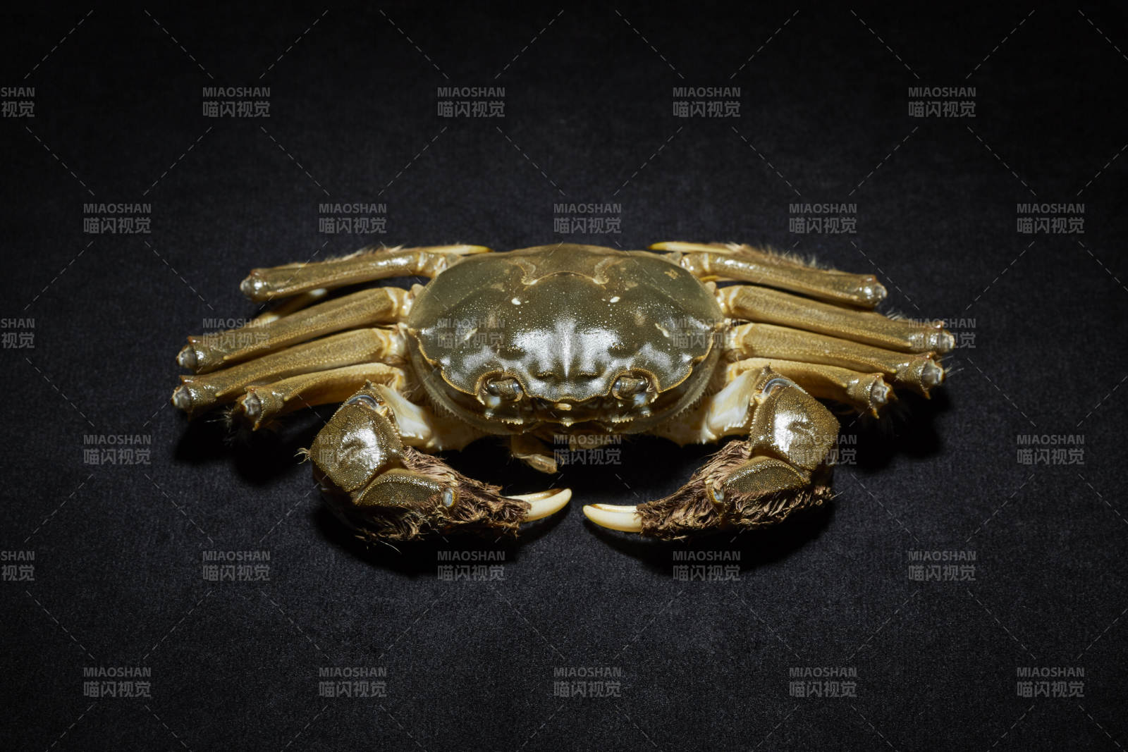 金色螃蟹饰品特写图片