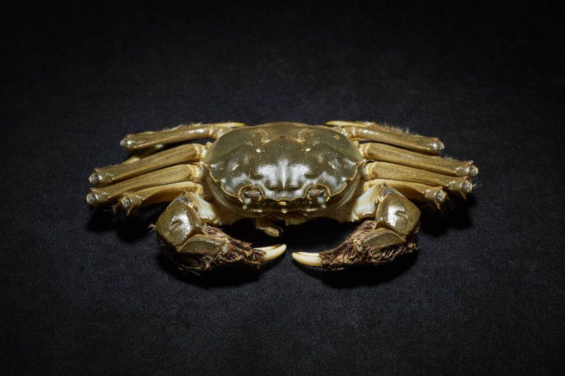 金色螃蟹饰品特写图片