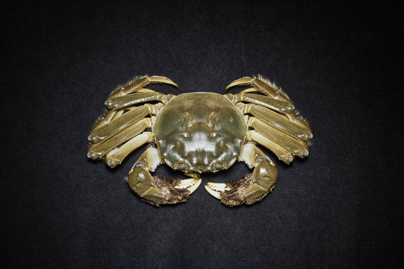 金色螃蟹特写图片