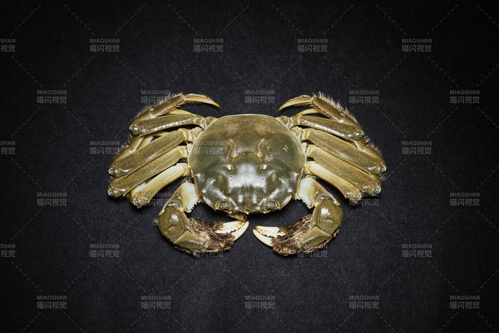 金色螃蟹特写图片