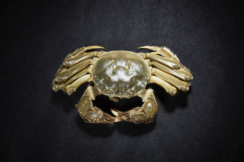 金色螃蟹特写图片
