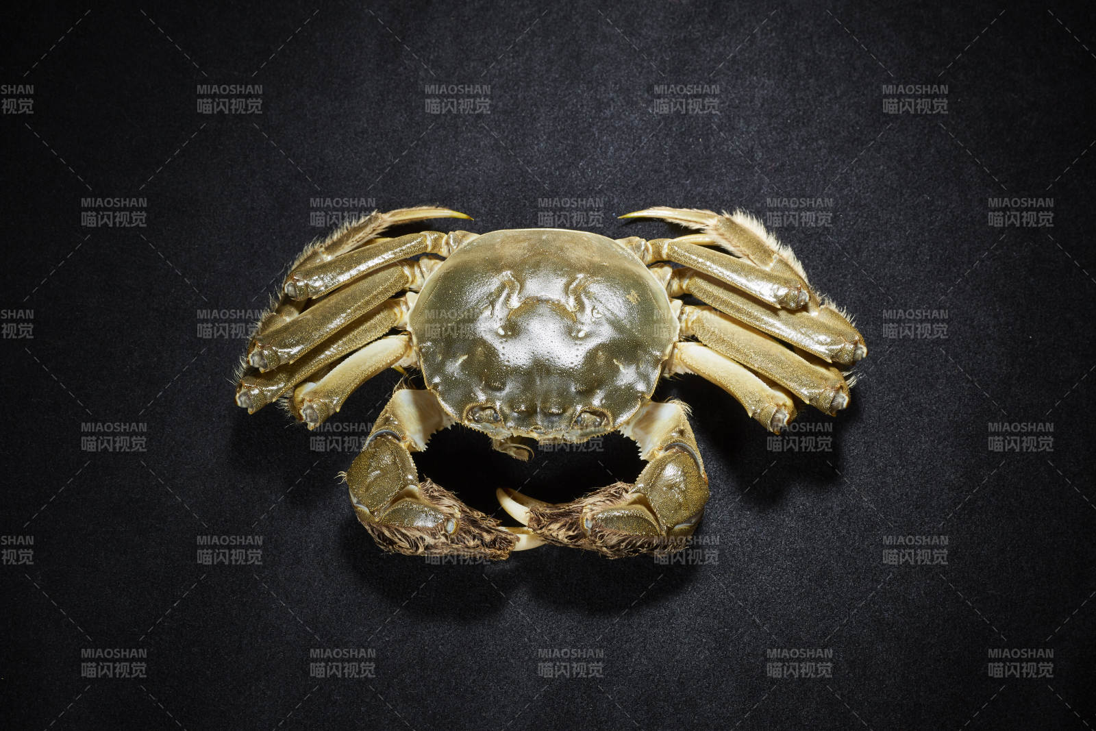 金色螃蟹特写图片