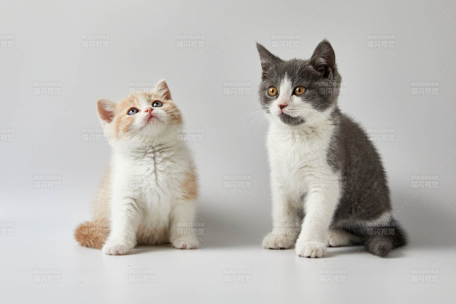 两只猫咪的可爱瞬间图片