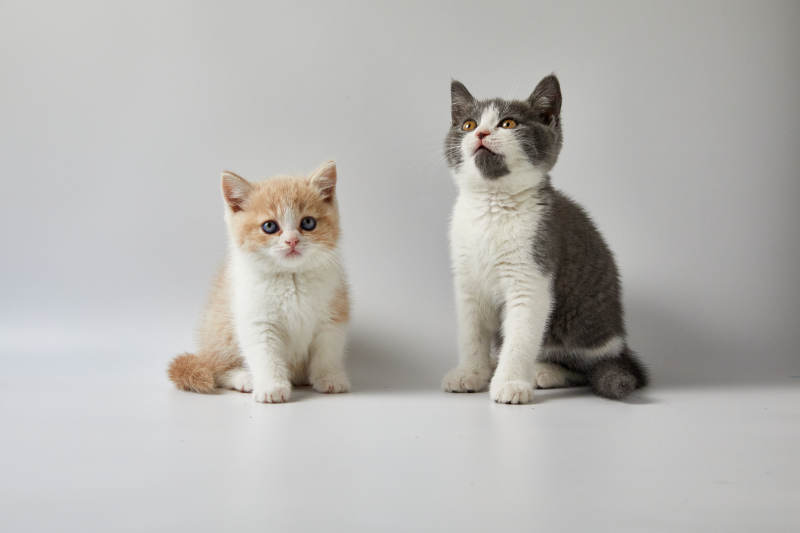 两只猫咪的温馨时光图片