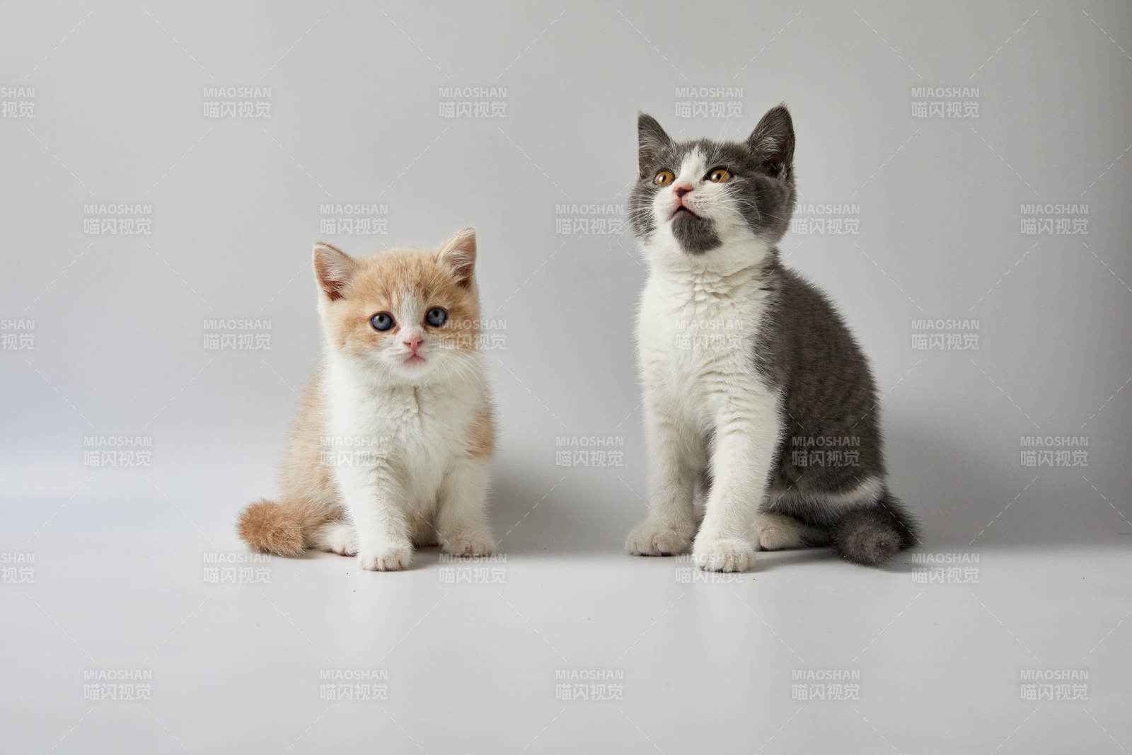 两只猫咪的温馨时光图片