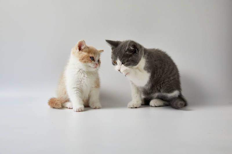 两只小猫的温馨对视图片