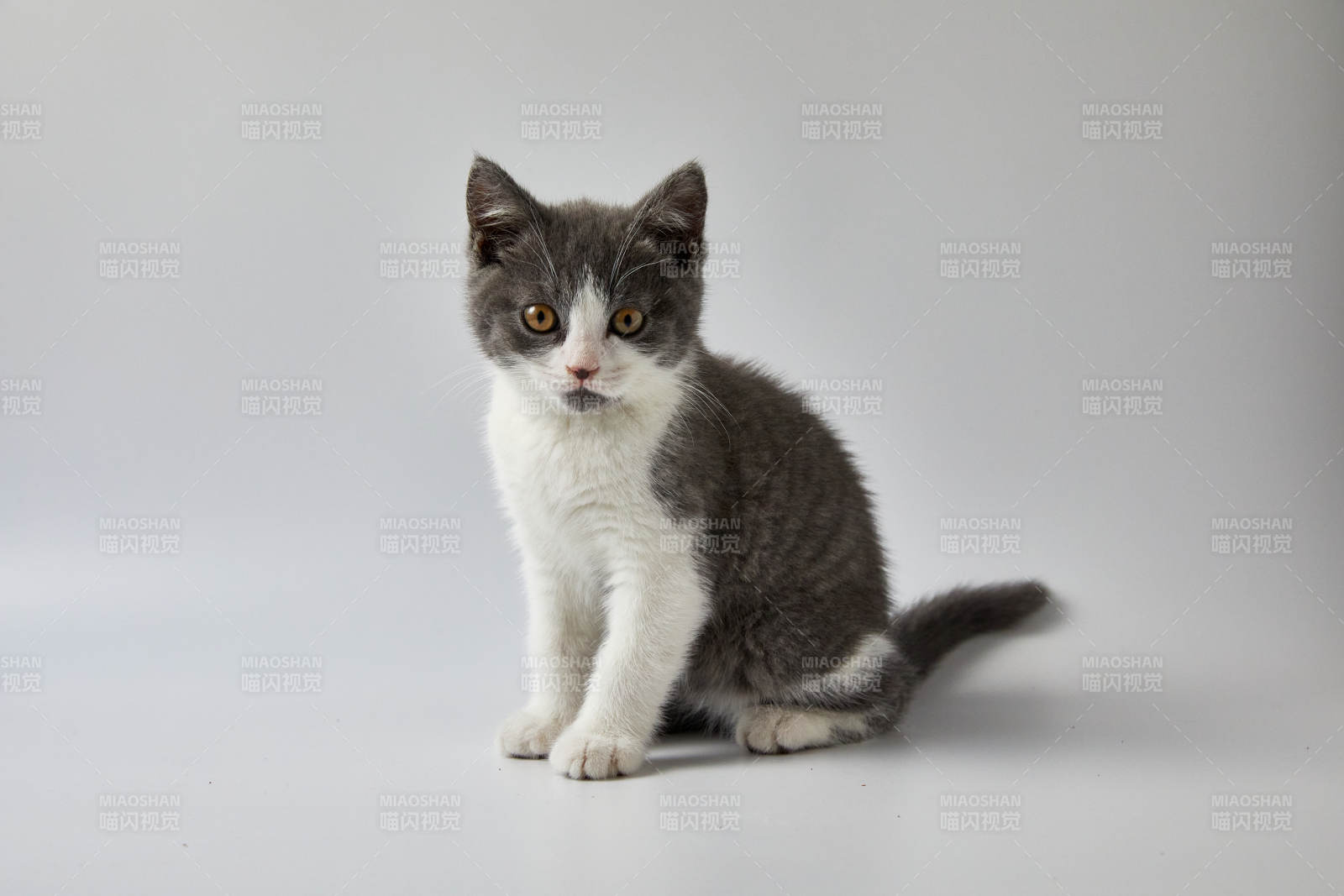 灰色小猫的可爱瞬间图片