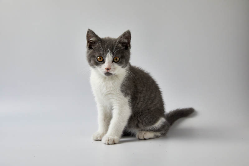 灰色小猫的可爱瞬间图片