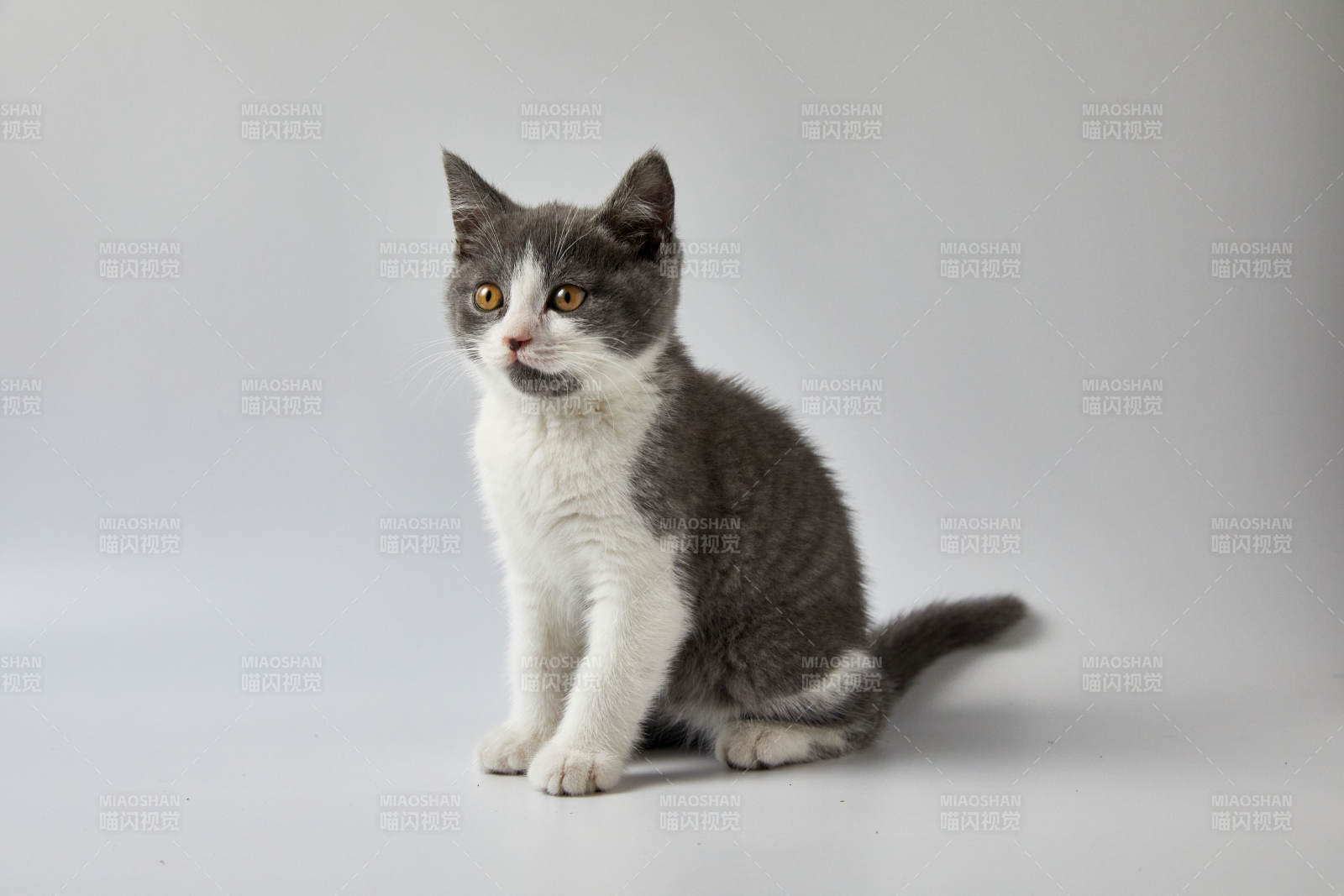 灰色小猫的可爱瞬间图片