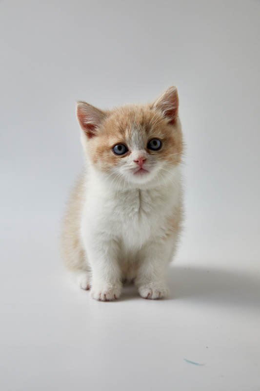 萌趣小猫 可爱无比图片