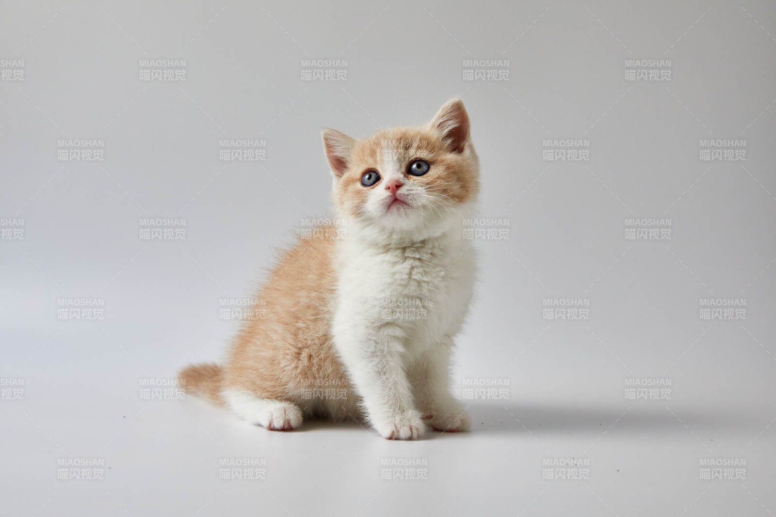 可爱小猫萌态十足图片