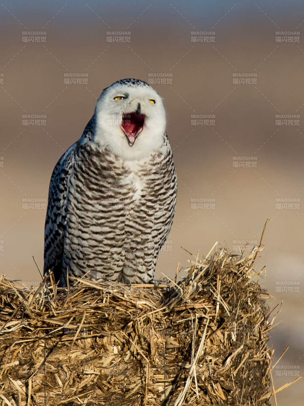雪鸮高声鸣叫图片