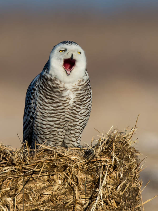 雪鸮高声鸣叫图片