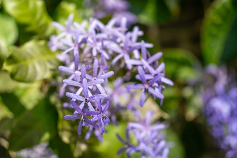 蓝花藤簇拥绽放图片