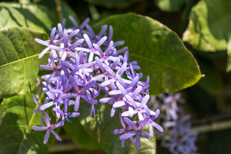 蓝花藤簇拥绽放图片