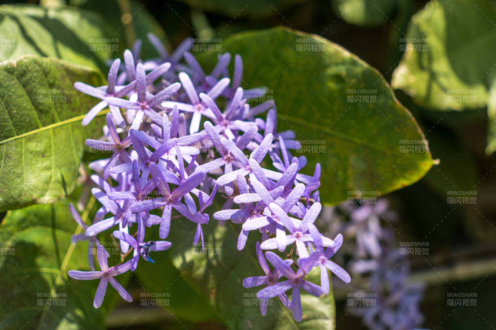 蓝花藤簇拥绽放图片
