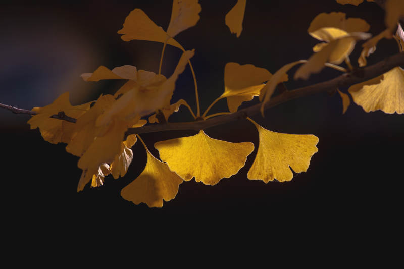 秋日银杏叶的温暖光芒图片