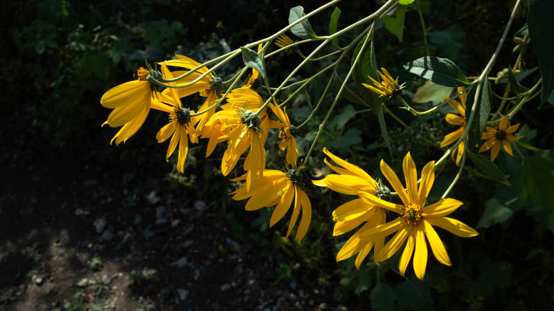 阳光下的黄色花朵图片