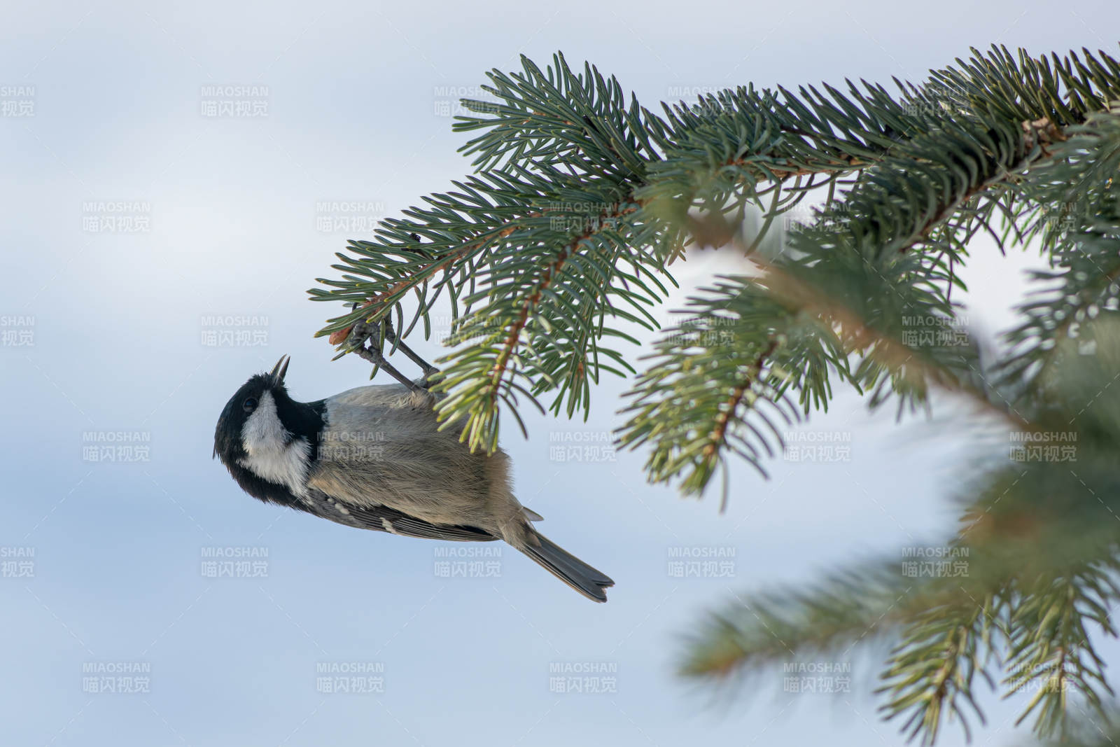 松枝上的煤山雀图片