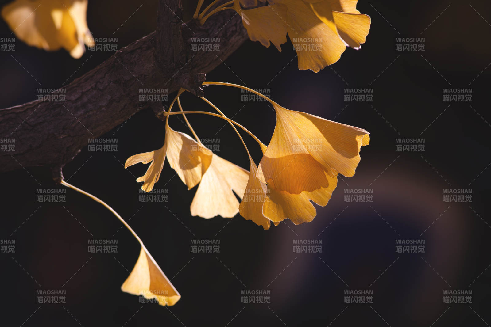 秋日银杏叶的温暖光芒图片