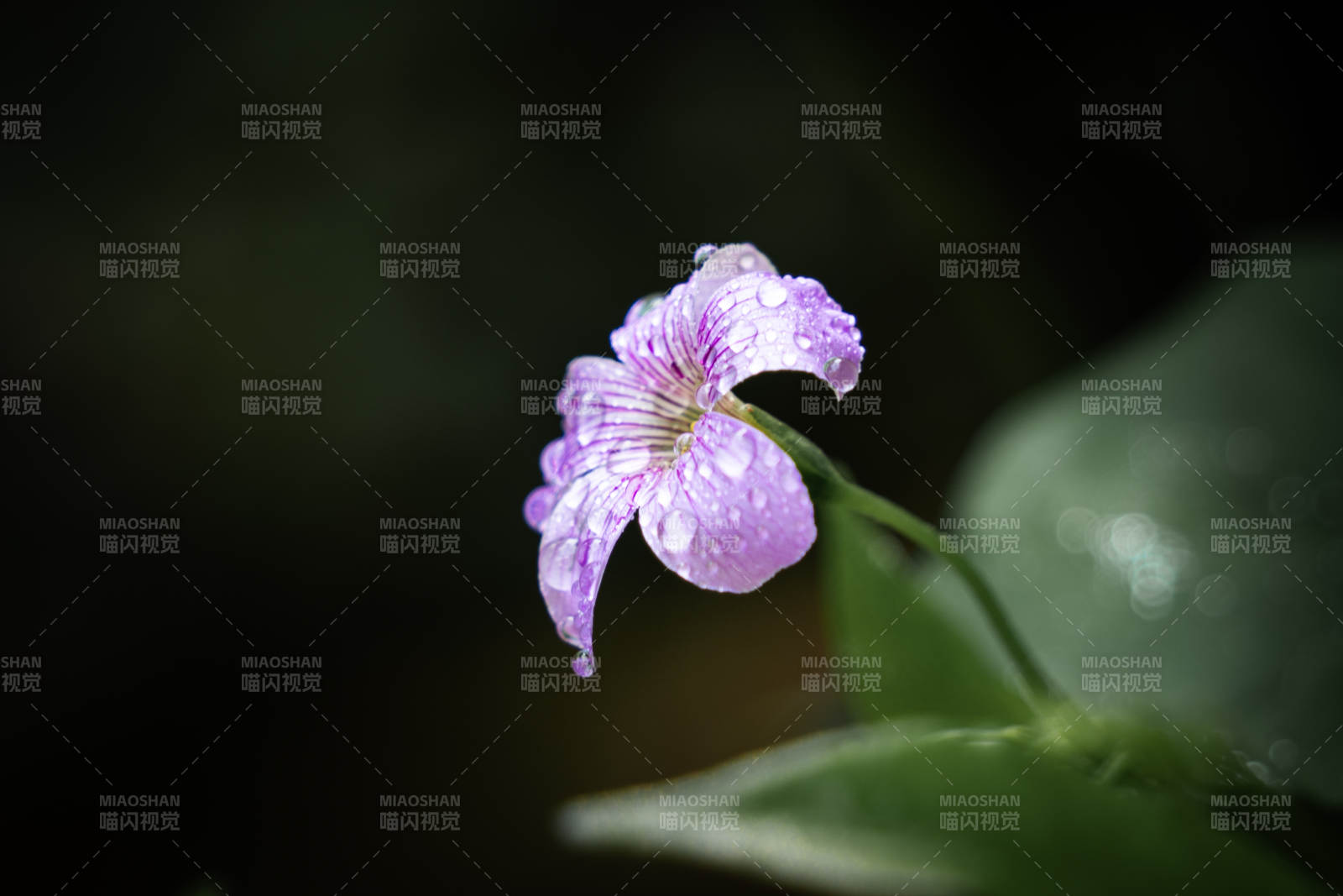 雨后紫花 清新自然图片